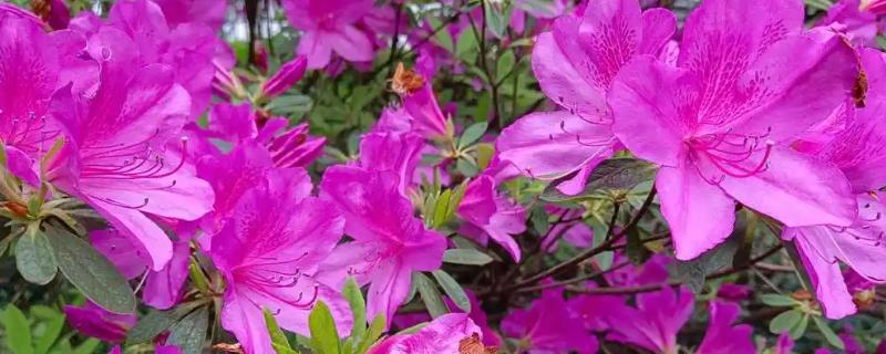 杜鹃花的花蕊是哪种颜色，是红色的