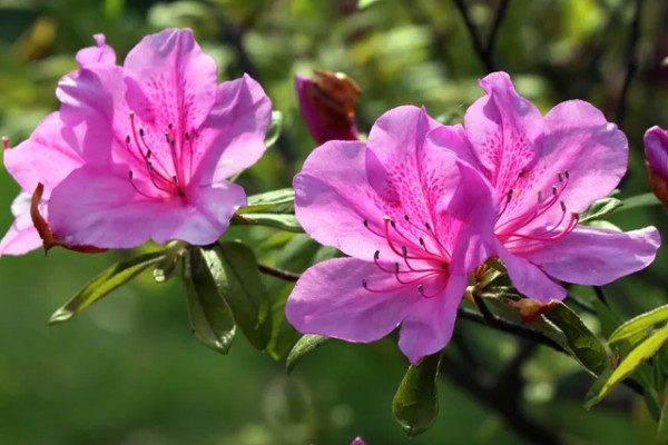杜鹃花的花蕊是哪种颜色,是红色的