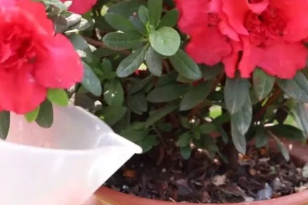 杜鹃花的花蕊是哪种颜色,是红色的