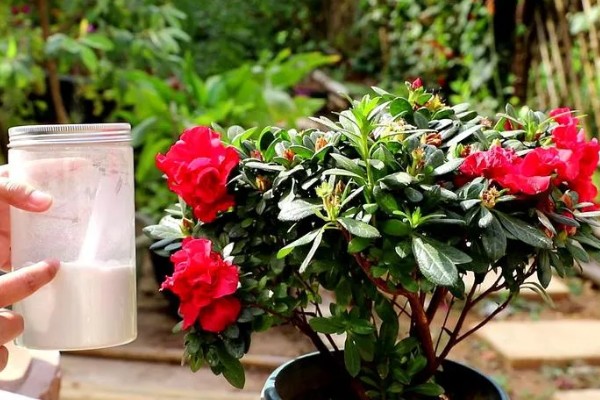 杜鹃花的花蕊是哪种颜色,是红色的