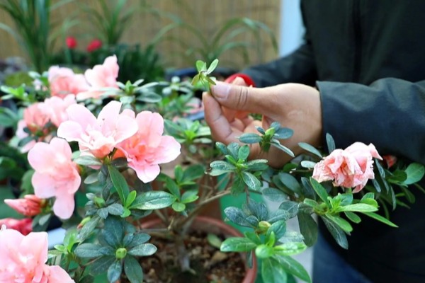 杜鹃花的花蕊是哪种颜色,是红色的