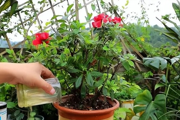 杜鹃花的花蕊是哪种颜色,是红色的