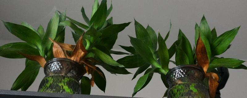 富贵竹的摆放禁忌，财位、门口等地方不能放置