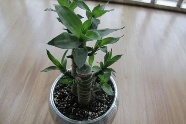 富贵竹的摆放禁忌，财位、门口等地方不能放置