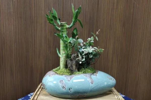 富贵竹的摆放禁忌，财位、门口等地方不能放置