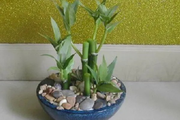 富贵竹的摆放禁忌，财位、门口等地方不能放置