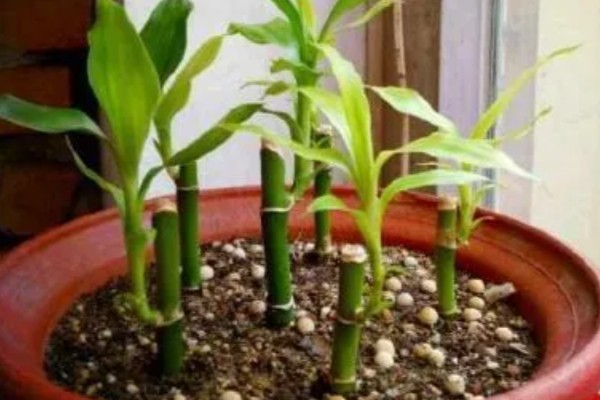 富贵竹的摆放禁忌，财位、门口等地方不能放置