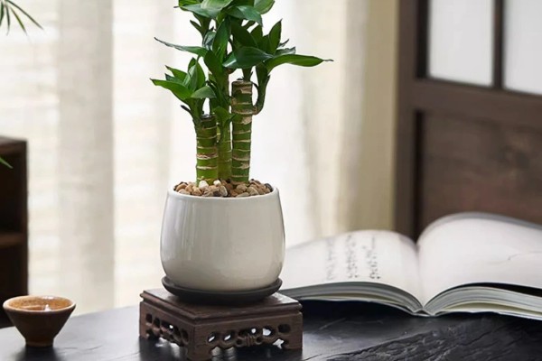 富贵竹的摆放禁忌，财位、门口等地方不能放置