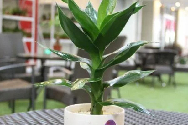 富贵竹的摆放禁忌，财位、门口等地方不能放置