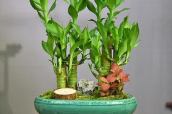 富贵竹的摆放禁忌，财位、门口等地方不能放置