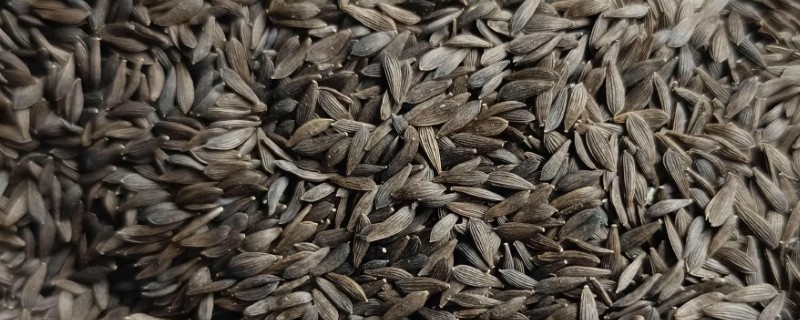 莴笋的催芽方法，可拌沙催芽、冷藏催芽等