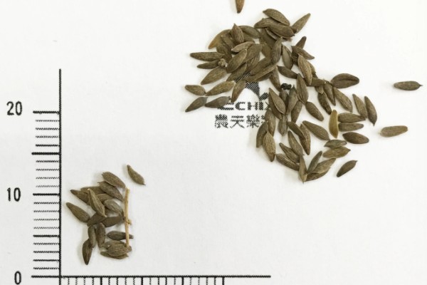 莴笋的催芽方法,可拌沙催芽、冷藏催芽等