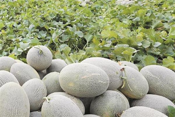新疆哈密地区的水果特产,有南湖哈密瓜、三塘湖哈密瓜等