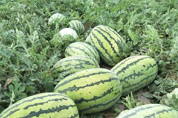 新疆哈密地区的水果特产,有南湖哈密瓜、三塘湖哈密瓜等