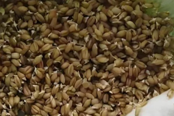 莴笋的催芽方法,可拌沙催芽、冷藏催芽等