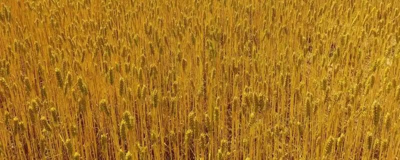 小麦熟期怎么管理，喷施叶面肥能起到加快灌浆速度等作用