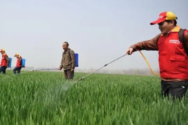 小麦熟期怎么管理，喷施叶面肥能起到加快灌浆速度等作用