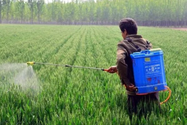 小麦熟期怎么管理，喷施叶面肥能起到加快灌浆速度等作用