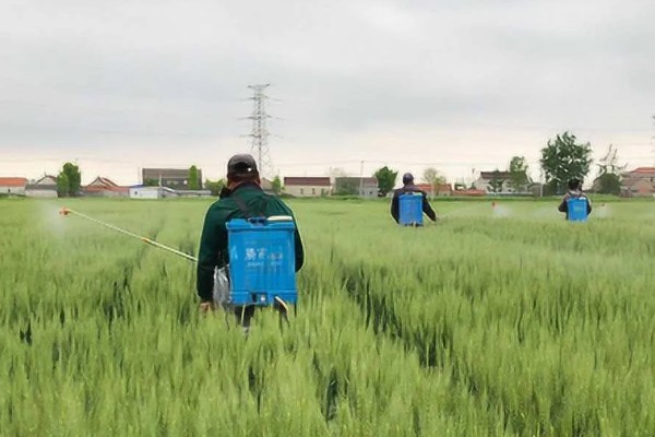 小麦熟期怎么管理，喷施叶面肥能起到加快灌浆速度等作用