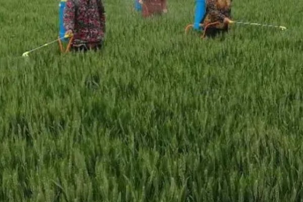 小麦熟期怎么管理，喷施叶面肥能起到加快灌浆速度等作用