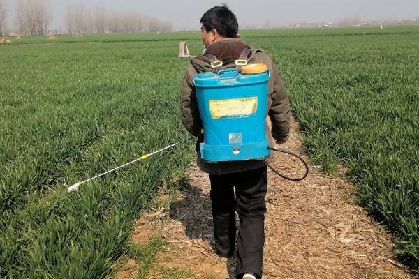 小麦熟期怎么管理，喷施叶面肥能起到加快灌浆速度等作用