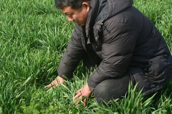 小麦熟期怎么管理，喷施叶面肥能起到加快灌浆速度等作用