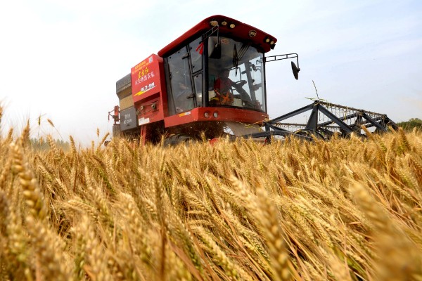 小麦熟期怎么管理，喷施叶面肥能起到加快灌浆速度等作用