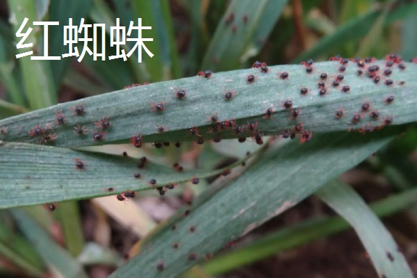 小麦熟期怎么管理，喷施叶面肥能起到加快灌浆速度等作用