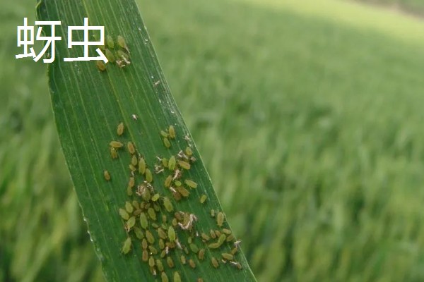 小麦熟期怎么管理，喷施叶面肥能起到加快灌浆速度等作用