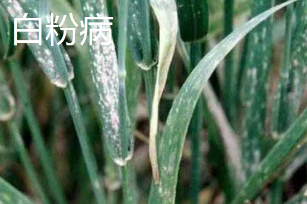 小麦熟期怎么管理，喷施叶面肥能起到加快灌浆速度等作用