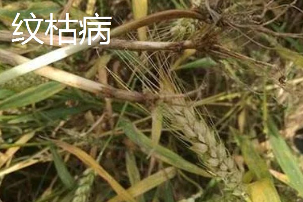 小麦熟期怎么管理，喷施叶面肥能起到加快灌浆速度等作用