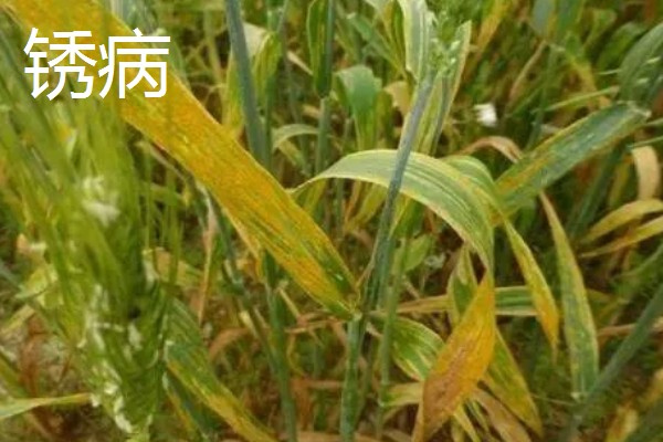 小麦熟期怎么管理，喷施叶面肥能起到加快灌浆速度等作用