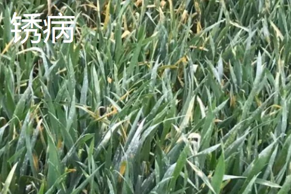 小麦熟期怎么管理，喷施叶面肥能起到加快灌浆速度等作用