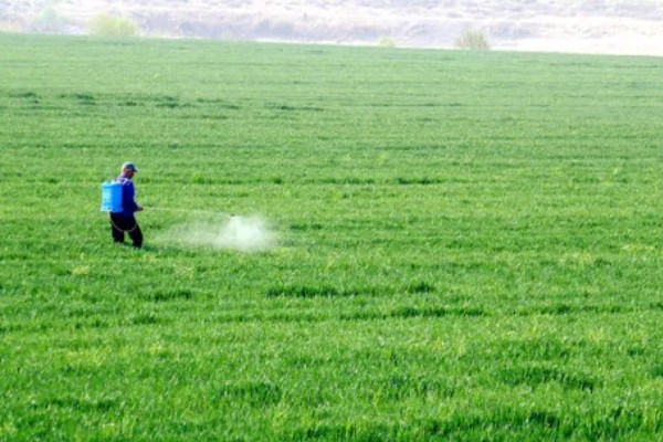 小麦熟期怎么管理，喷施叶面肥能起到加快灌浆速度等作用