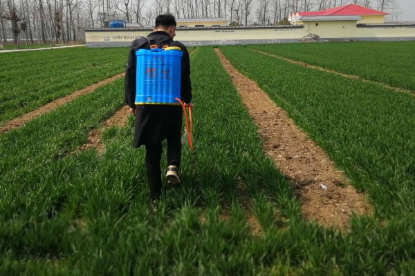 小麦熟期怎么管理，喷施叶面肥能起到加快灌浆速度等作用