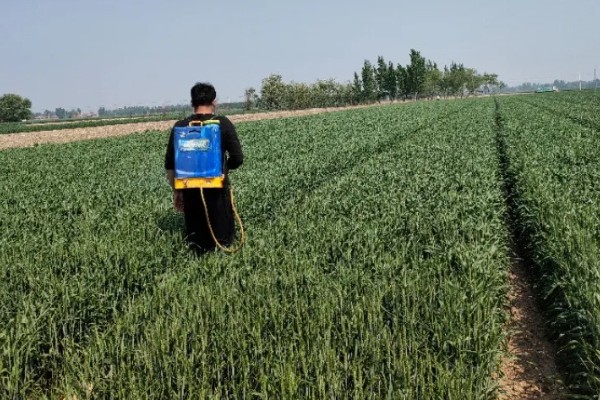 小麦熟期怎么管理，喷施叶面肥能起到加快灌浆速度等作用