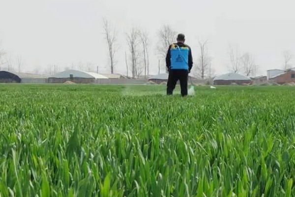 小麦熟期怎么管理，喷施叶面肥能起到加快灌浆速度等作用