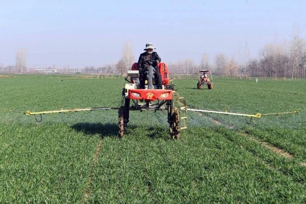 小麦熟期怎么管理，喷施叶面肥能起到加快灌浆速度等作用