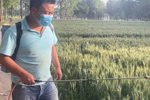 小麦熟期怎么管理，喷施叶面肥能起到加快灌浆速度等作用