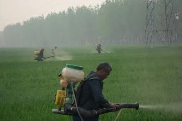 小麦熟期怎么管理，喷施叶面肥能起到加快灌浆速度等作用