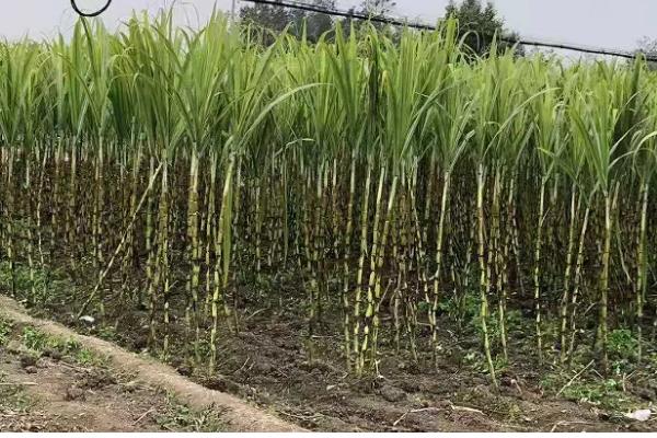 甘蔗的亩产量,北方甘蔗通常亩产量在1-2万公斤