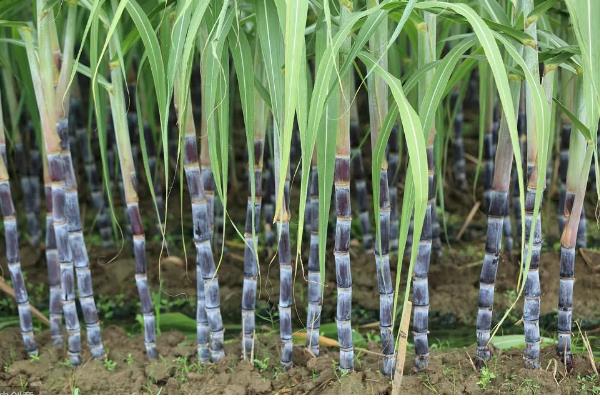 甘蔗的亩产量,北方甘蔗通常亩产量在1-2万公斤