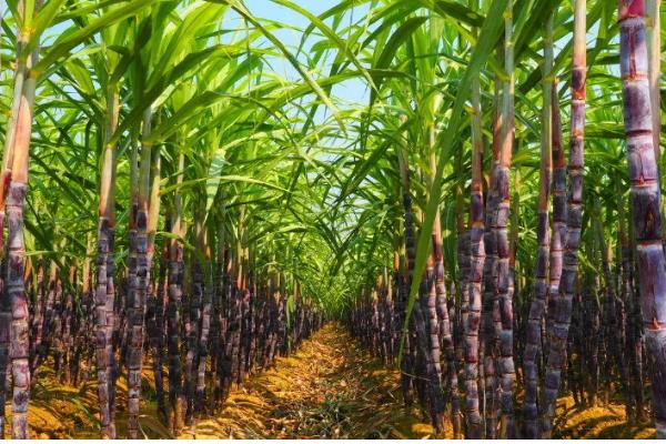 甘蔗的亩产量,北方甘蔗通常亩产量在1-2万公斤