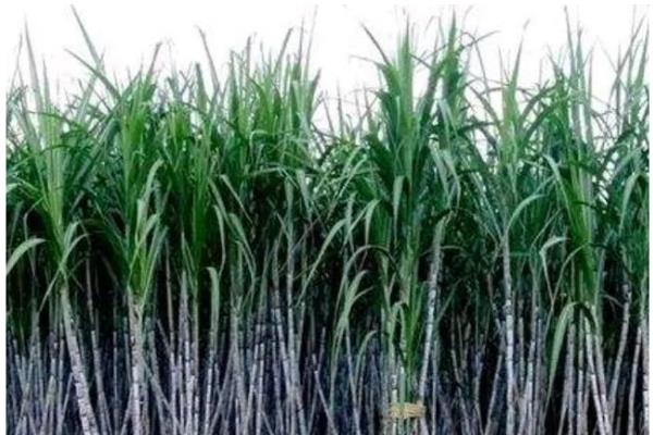 甘蔗的亩产量,北方甘蔗通常亩产量在1-2万公斤