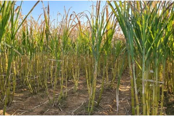 甘蔗的亩产量,北方甘蔗通常亩产量在1-2万公斤