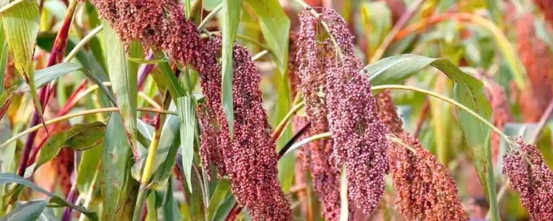 高粱如何施肥，根据品种需肥特性施肥