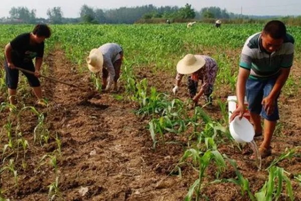 高粱如何施肥，根据品种需肥特性施肥