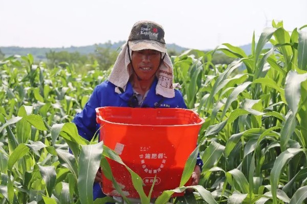 高粱如何施肥，根据品种需肥特性施肥