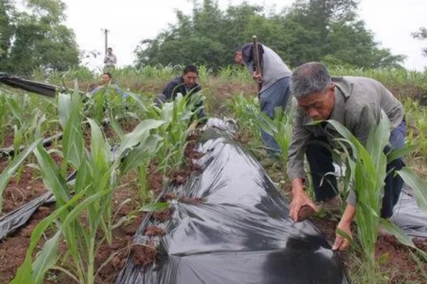 高粱如何施肥，根据品种需肥特性施肥