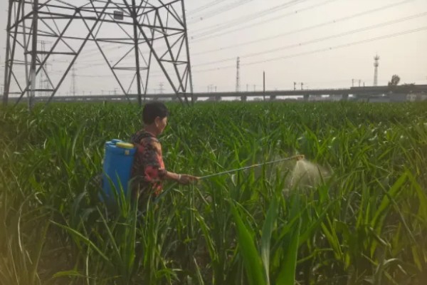 高粱如何施肥，根据品种需肥特性施肥